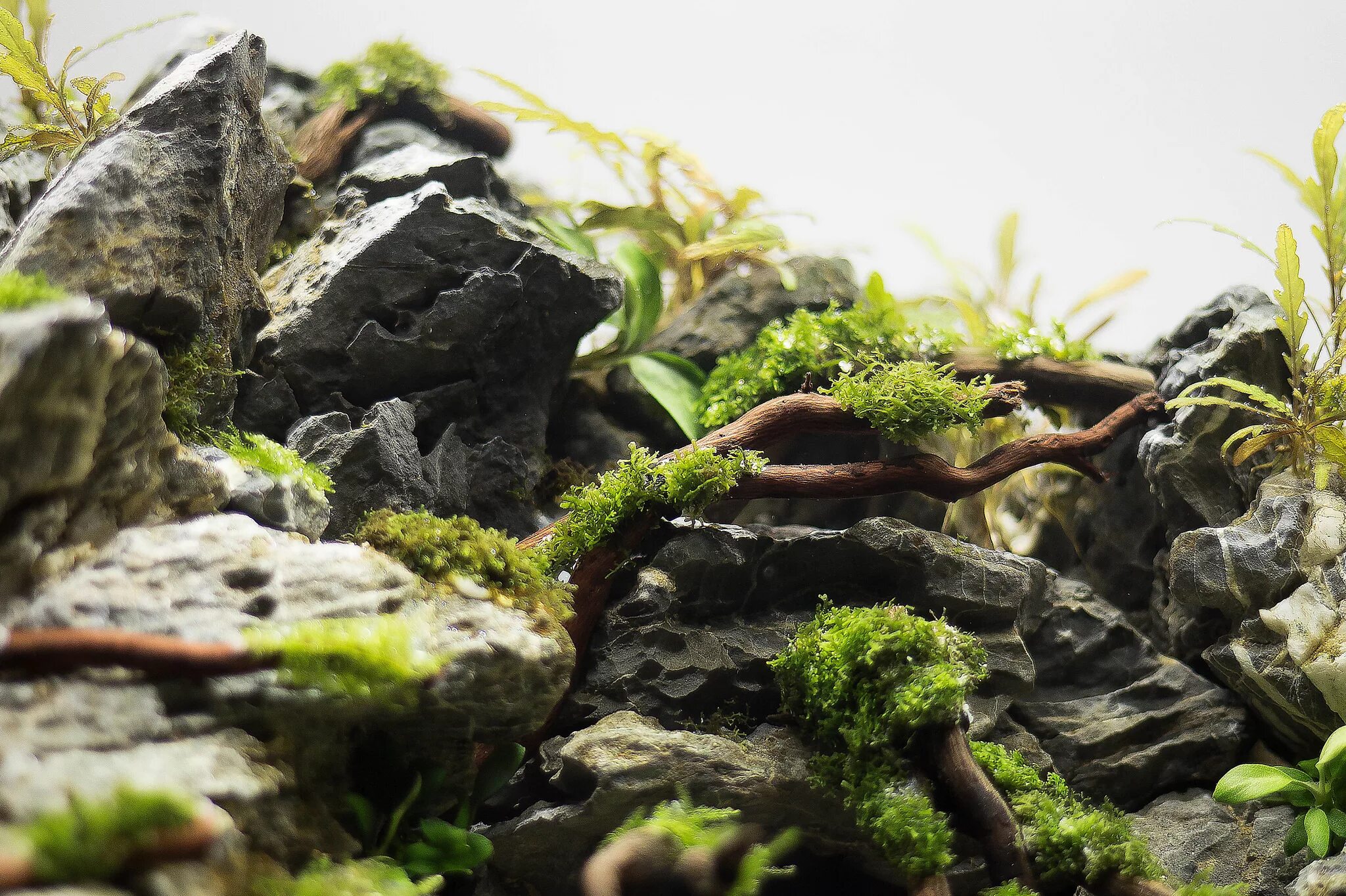 Акваскейп танганьика. Акваскейп. Акваскейп 25л. Акваскейп рюбоку. Акваскейп диабаз.