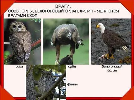 Птица враг