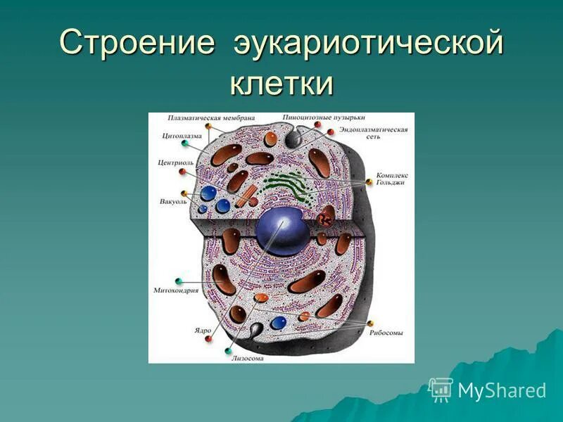 Эукариотическая клетка плазматическая мембрана. Строение клетки эукариот. Строение эукариот эукариоты клеток. Схема эукариотической клетки животного. Схема строения эукариотной клетки.