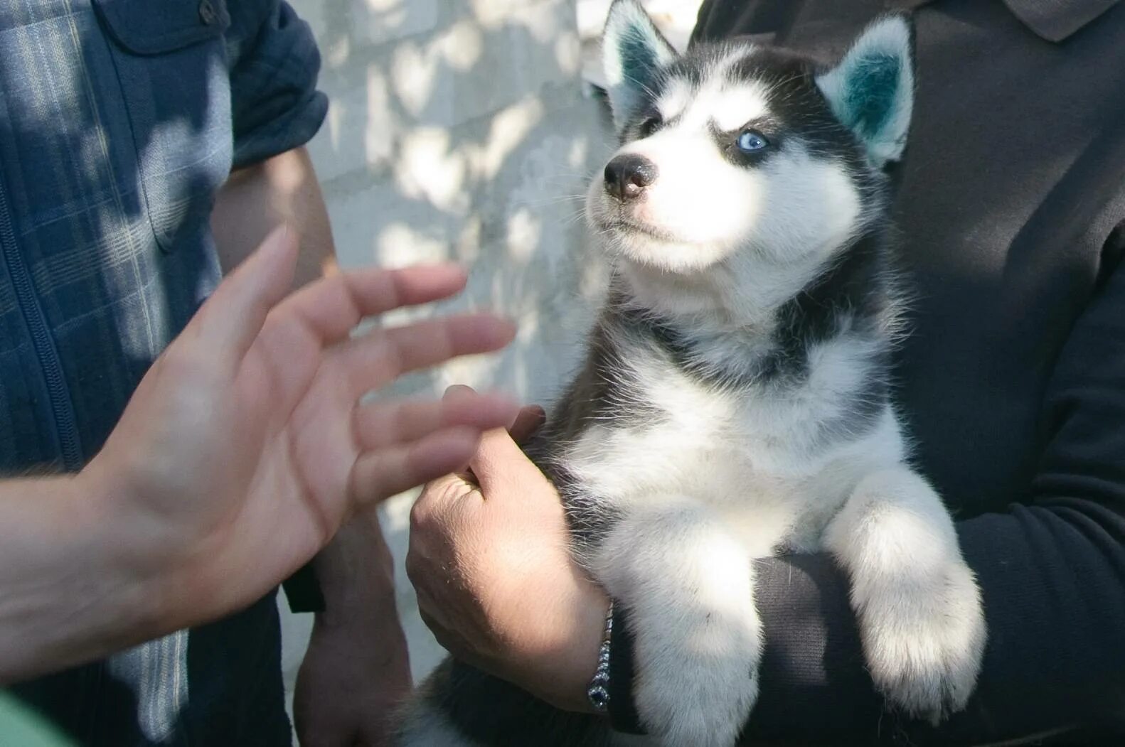 Дрессировка хаски фото. Как воспитать хаску. Как воспитать хаску. Как воспитать хаску. Дрессировка хаски через ноги.