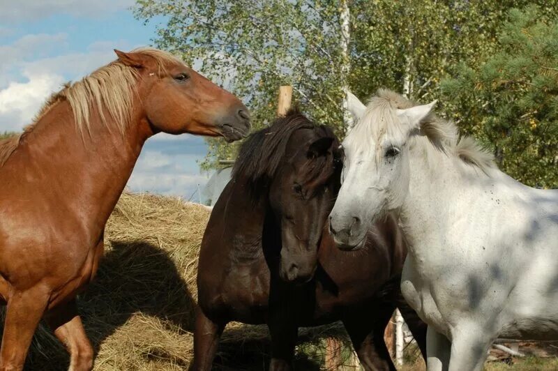Три лошади. Три лошади фото. Одинаковые лошади. Две лошади любовь.