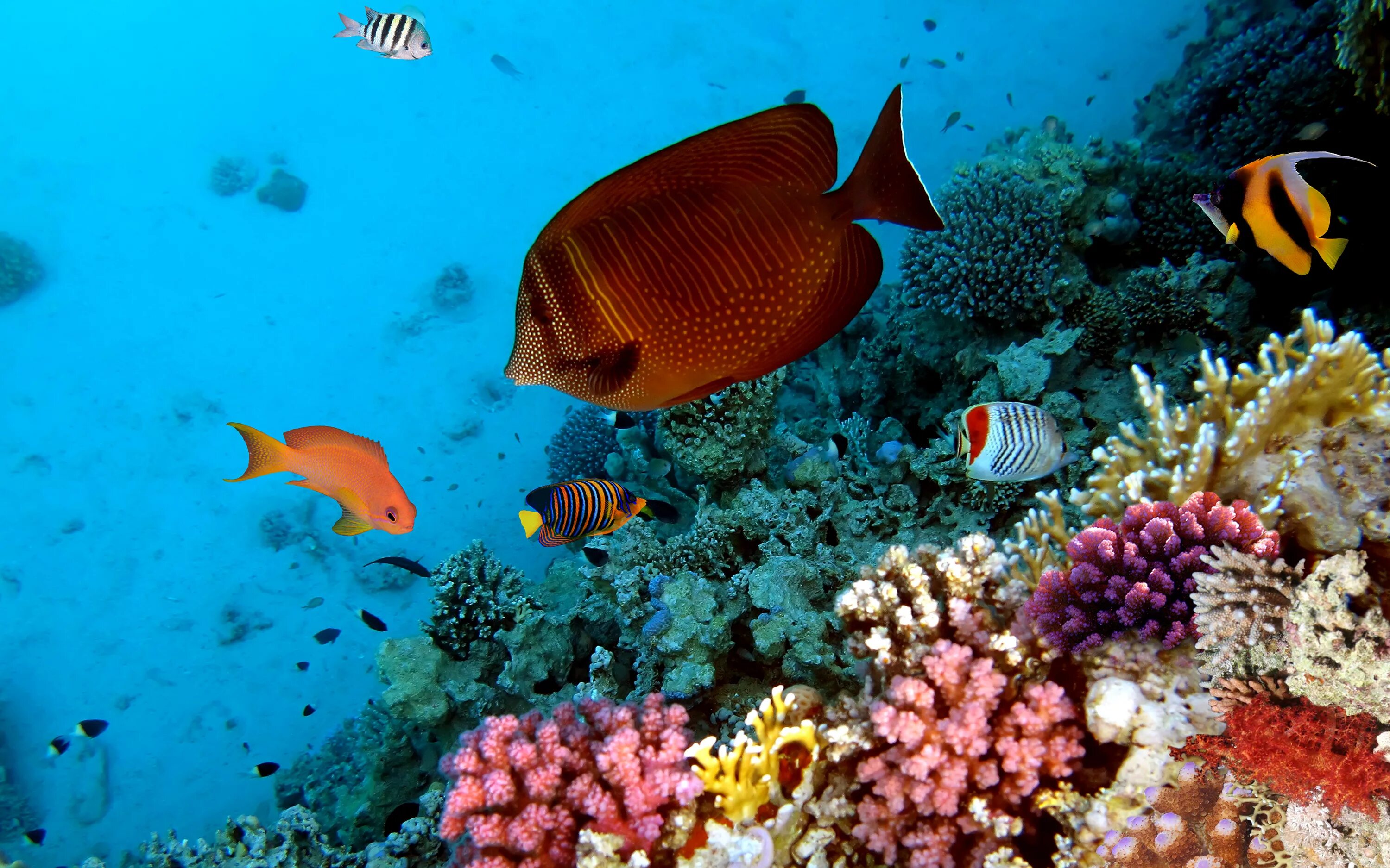 Животные кораллового рифа. Тропические рыбы. Подводный мир. Коралловые рыбки. Рыбки в море.