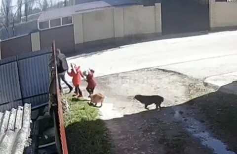 Новости бродячие собаки