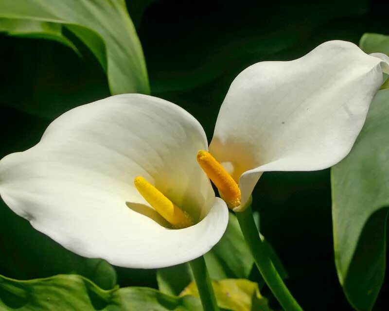 Калла эфиопская уход. Zantedeschia aethiopica. Калла эфиопская. Калла эфиопская Грин Годес. Алоказия Калла эфиопская.