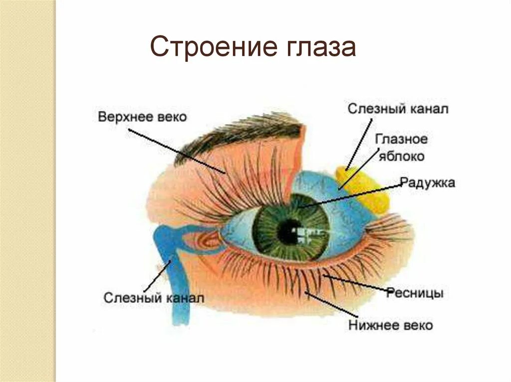 Тема урока глаз. Строение глаза вид спереди. Вспомогательный аппарат глазного яблока. Внешнее строение глаза анатомия. Строение вспомогательного аппарата глаза схема.