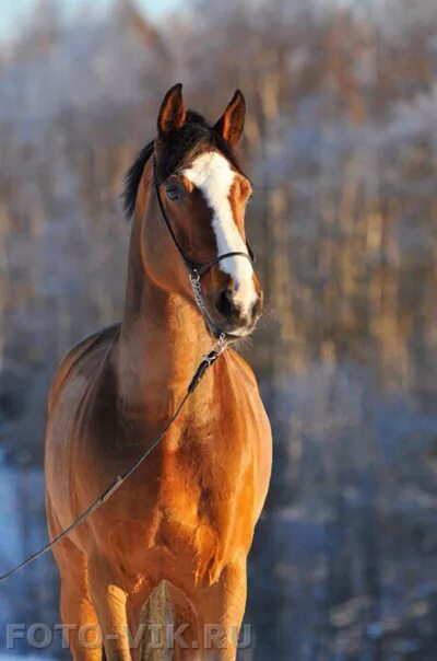 Лошадь 2017 году. Светло рыжий конь зимой. Фото на лошади зимой от 1 лица.