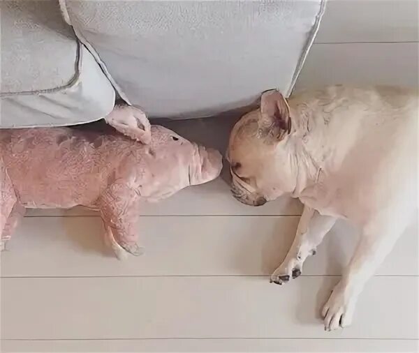 Кормил во сне собаку