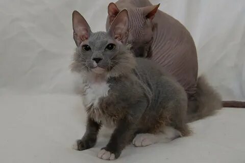Котята сфинкс с шерстью