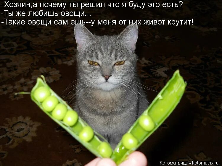 Глупый хозяин. Кот который не любит овощи. Кот не любящий овощи. Белый кот который не любит овощи. Король горох.