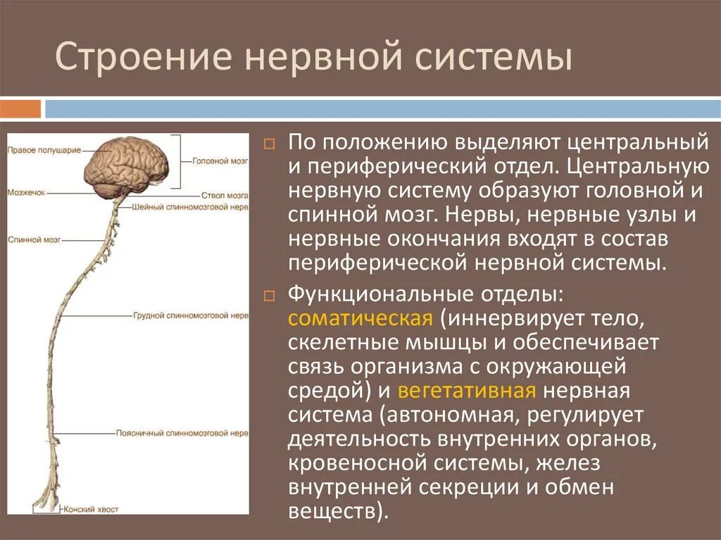 Какие органы относятся к центральной нервной системе. Строение нервной системы. Строение нервной системы головной и спинной мозг. Структуры центральной нервной системы человека. Центральная нервная система человека образована.