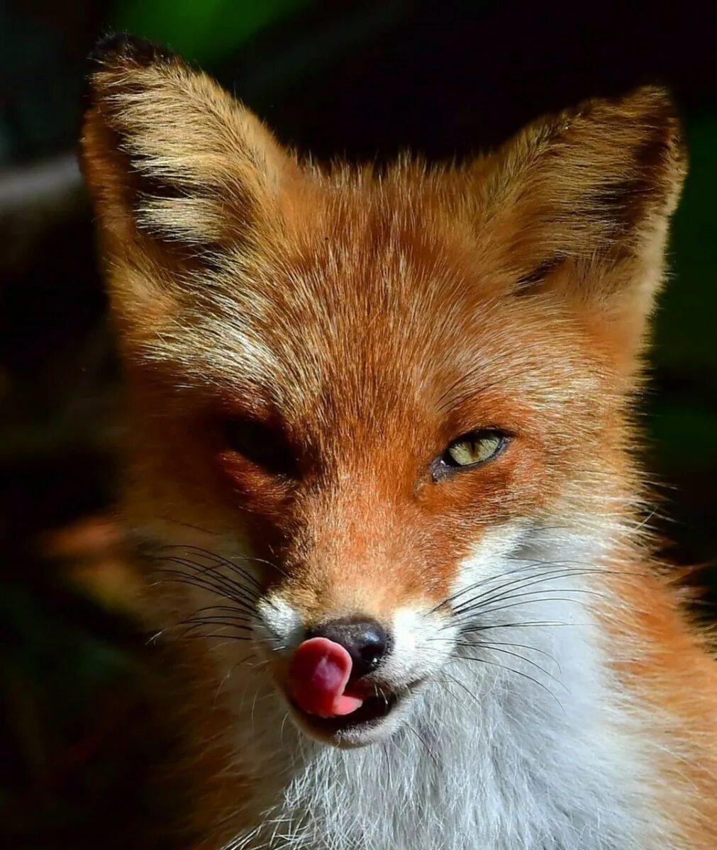 Смешная лиса. Испуганный лис. Лиса смеется. Клевая лиса. Джунипер фокс.