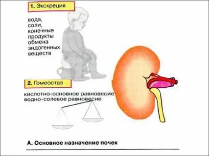 Экскреция что это