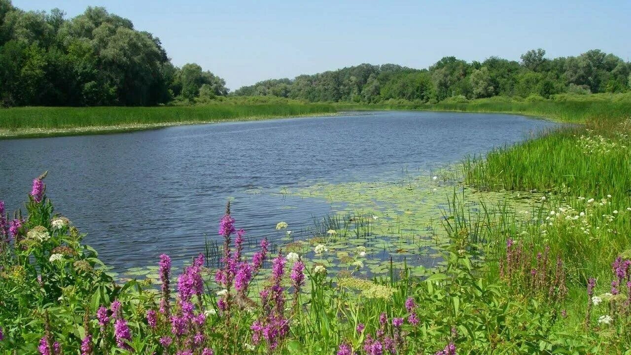 Озеро зеленое Лужский район. Лето речка. Лето река. Берег реки. Лето река фото