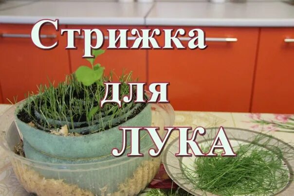 Лук в улитку на рассаду. Лук порей в улитке рассада. Посев эксибишен в улитку