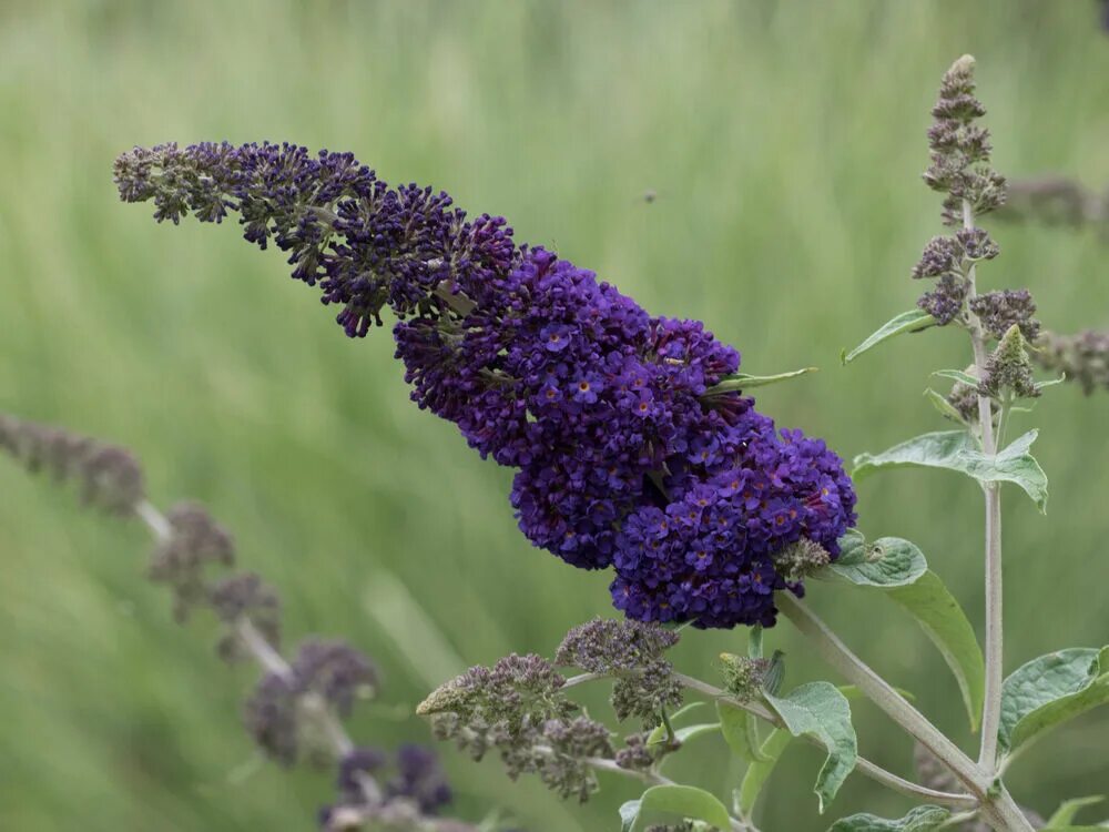 Буддлея адонис Блю. Буддлея Давида нано Блю. Буддлея Давида Adonis Blue. Буддлея Давида nanho Blue.