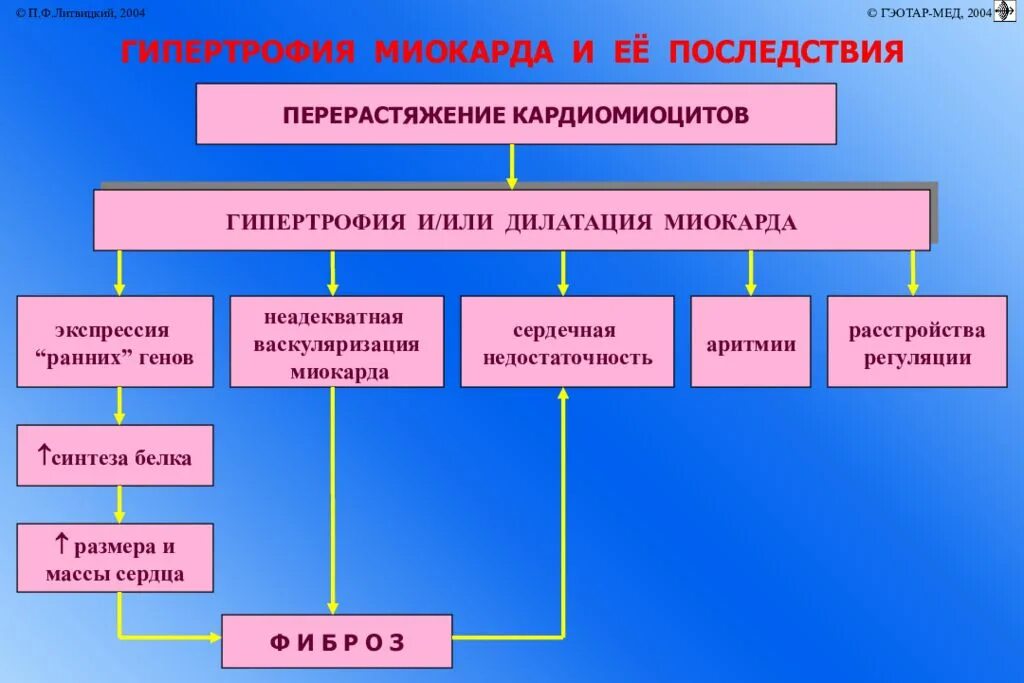 Белок сердечной недостаточности. Сердечная недостаточность классификация патофизиология. Механизм развития гипертрофии сердца. Гипертрофия миокарда классификация. Гипертрофия миокарда патофизиология.