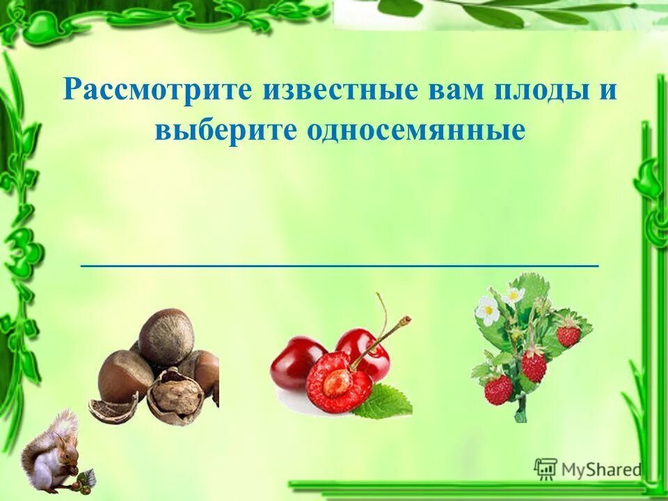 плоды презентация 7 класс