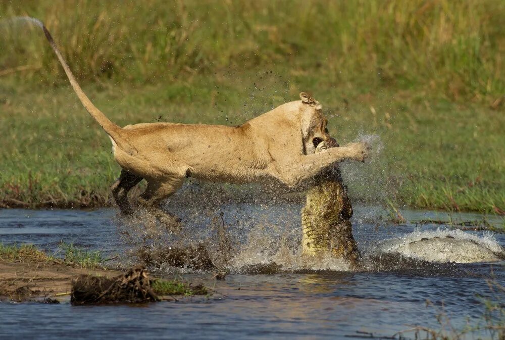 Тигр лев крокодил. Нильский крокодил против Льва. Бои животных. Пума охотится на крокодила.