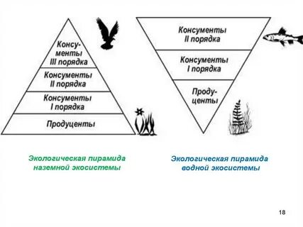 Уровни экосистемы