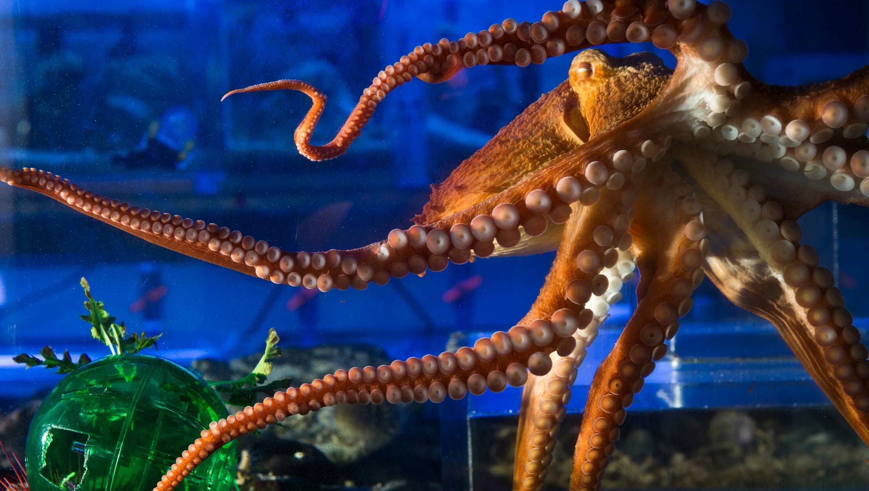 Тихоокеанский осьминог. Giant Pacific Octopus. Спрут гигантский осьминог. Осьминог большой.