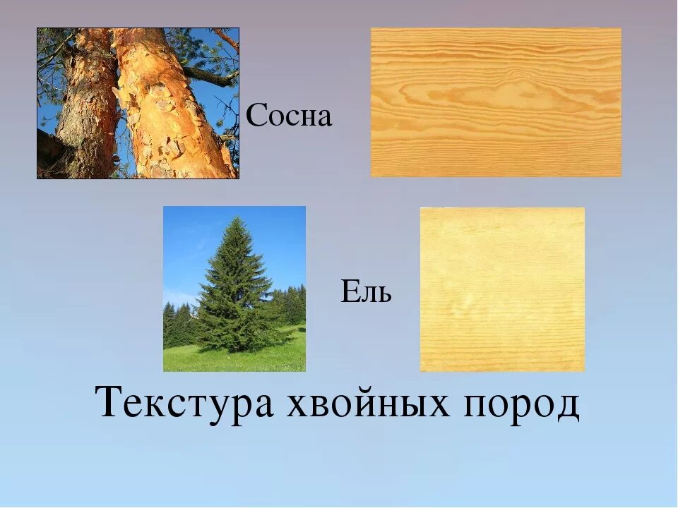 Какая порода деревьев лучше. Хвойные породы древесины. Хвойные и лиственные породы деревьев. Лиственные породы древесины. Порода древесины ель.