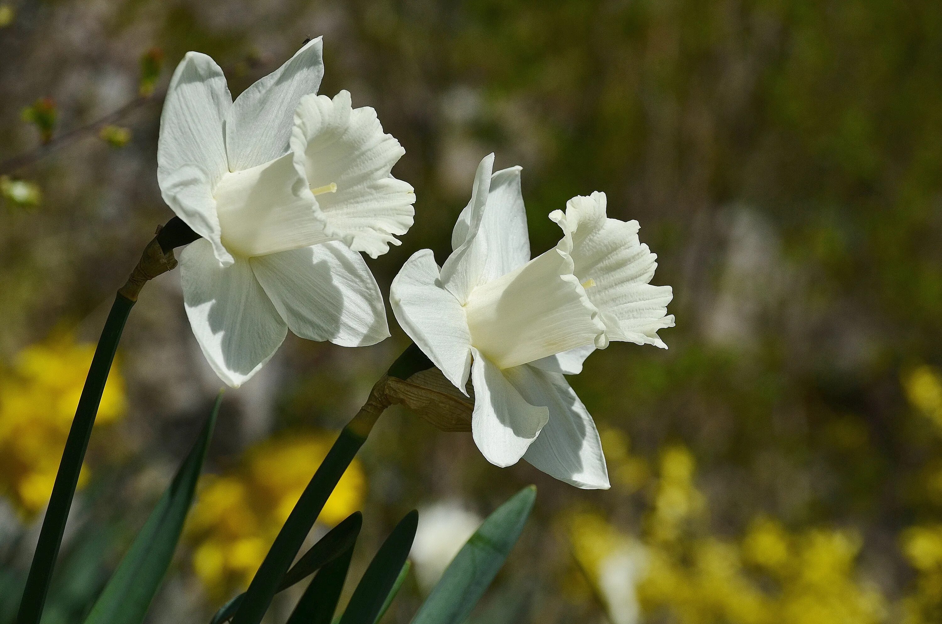 Нарцисс recurvus. Цветы нарциссы белая. Нарцисс (narcissus). Нарцисс cairngorm. Цветы нарциссы белая.