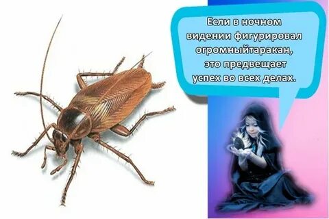 Ловил таракана во сне