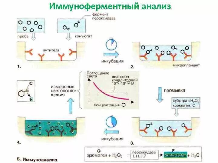 1 иммуноферментный анализ. Опишите принцип метода иммуноферментного анализа. Иммуноферментный анализ (ифа). Ифа метод исследования. Иммуноферментный анализ.