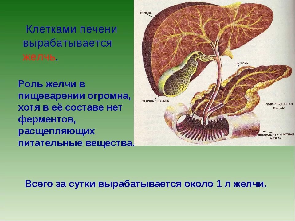 Выработка желчи. Роль печени в пищеварении. Желчь вырабатывается. Роль желчного пузыря в пищеварении.