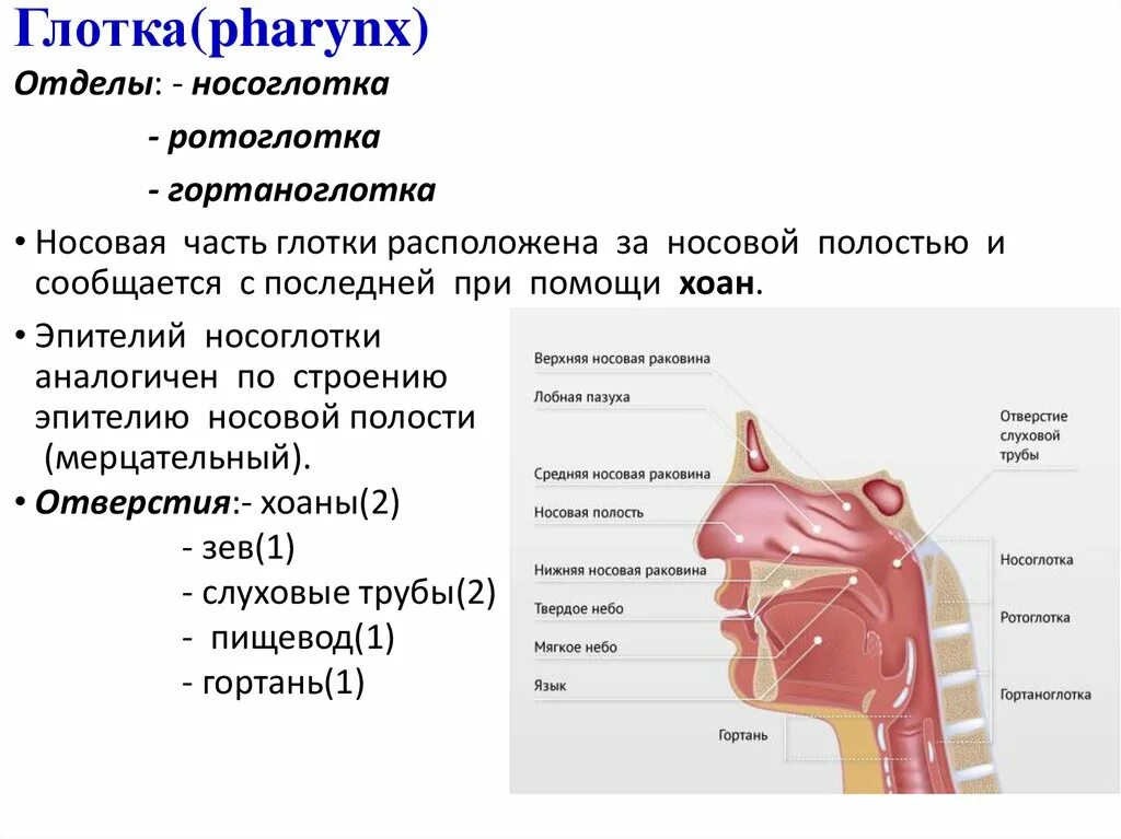 Значение носоглотки человека. Носоглотка ротоглотка гортаноглотка. Носоглотка ротоглотка гортано.