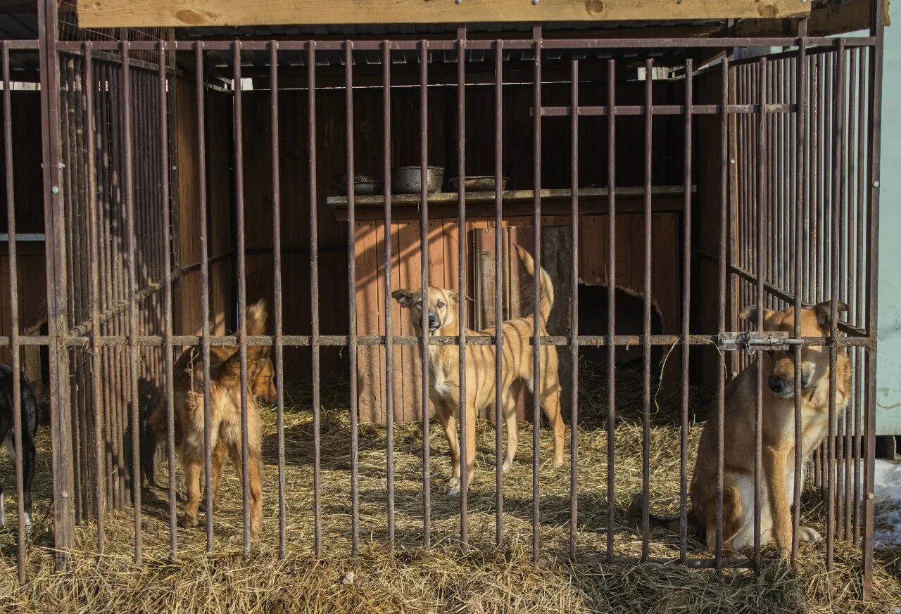 Проект приюта для животных план. Приюты для животных нормы. Приюты для животных нормы. Приюты для животных нормы. Проект питомника для собак.