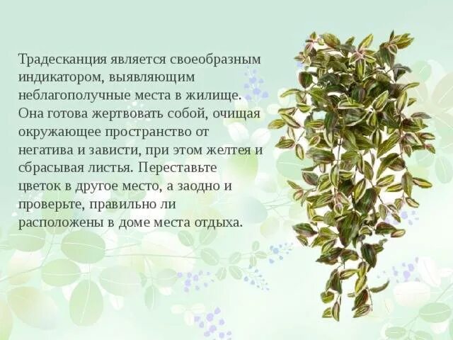 Традесканция приметы и суеверия для дома. Традесканция приметы и суеверия для дома