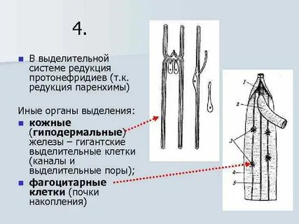 Плоские круглые черви особенности строения выделительной системы