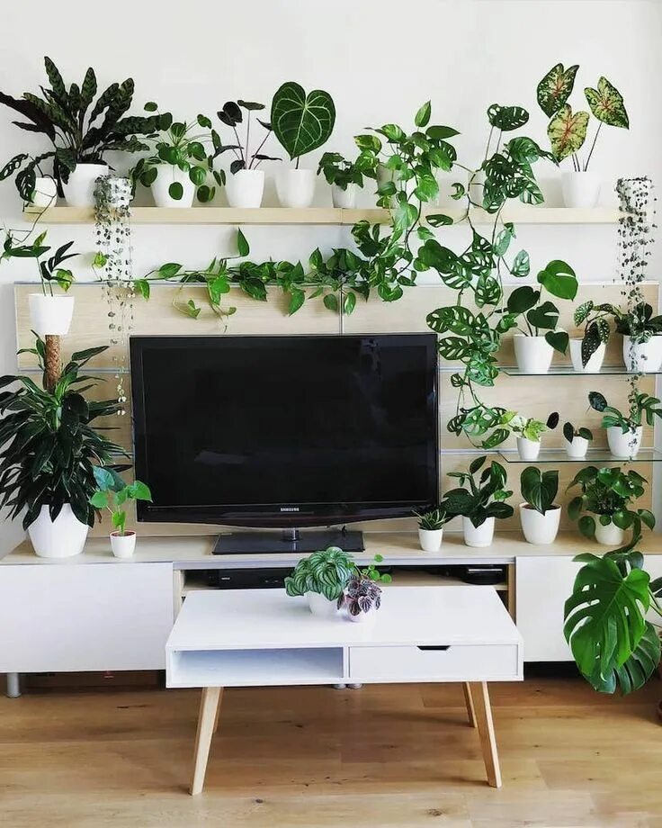 Цветы в зале комнатные. Комнатные растения под телевизор. Комнатные растения в спальне. Растения под телевизором. Plants tv