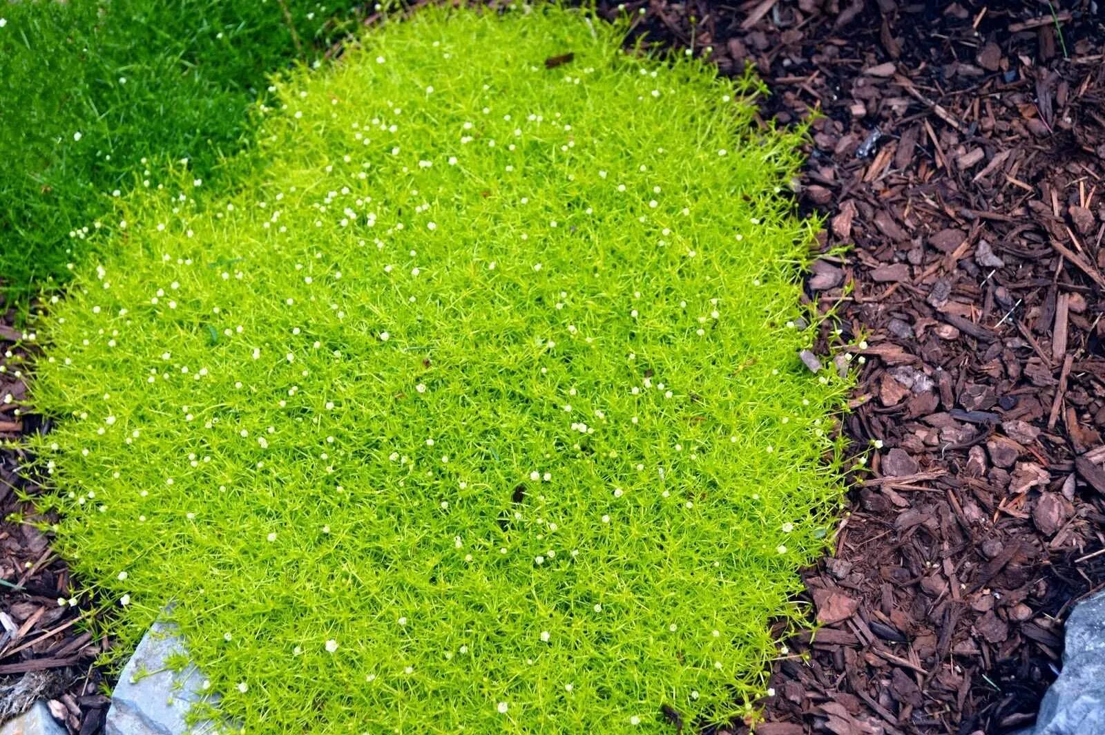 Мшанка ирландский мох. Мшанка шиловидная Lime Moss. Мшанка шиловидная sagina subulata. Мшанка почвопокровная. Мхи растения многолетние