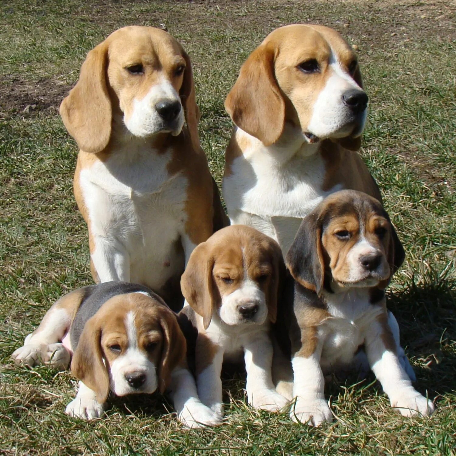 бигль порода бигль. порода собаки бигль щенки. европейский бигль. пигаль порода собак. порода собак бигль.