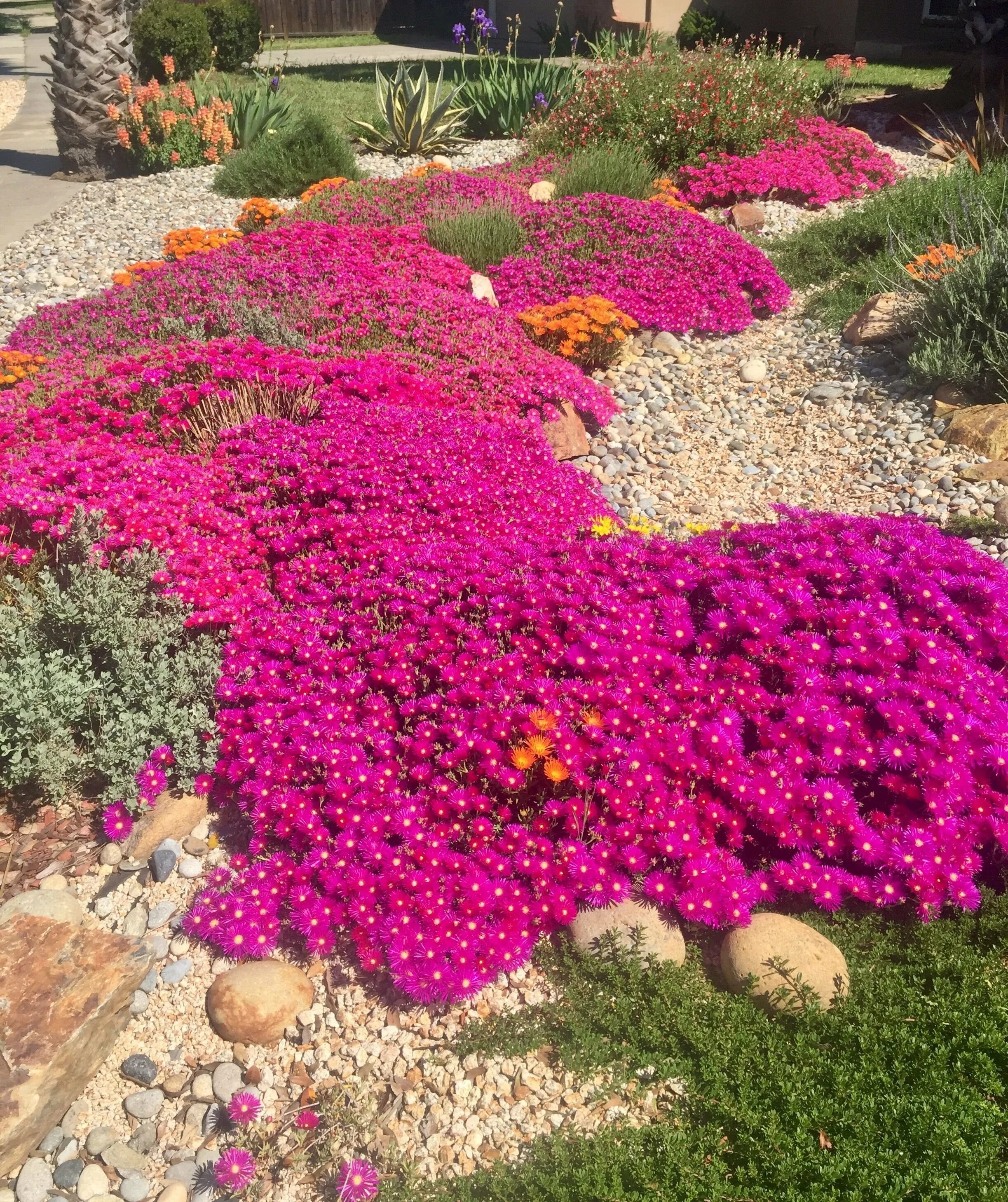 Флокс шиловидный малиновый. Камнеломка арендса пурпурный ковер гавриш. Портулак однолетник. Коврик цветы портулак. Цветы ковры многолетние.