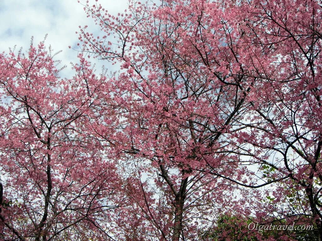 сакура деревня. япония город киото улицы. алмазный сакура деревня. сакура поселок. сакура деревня.