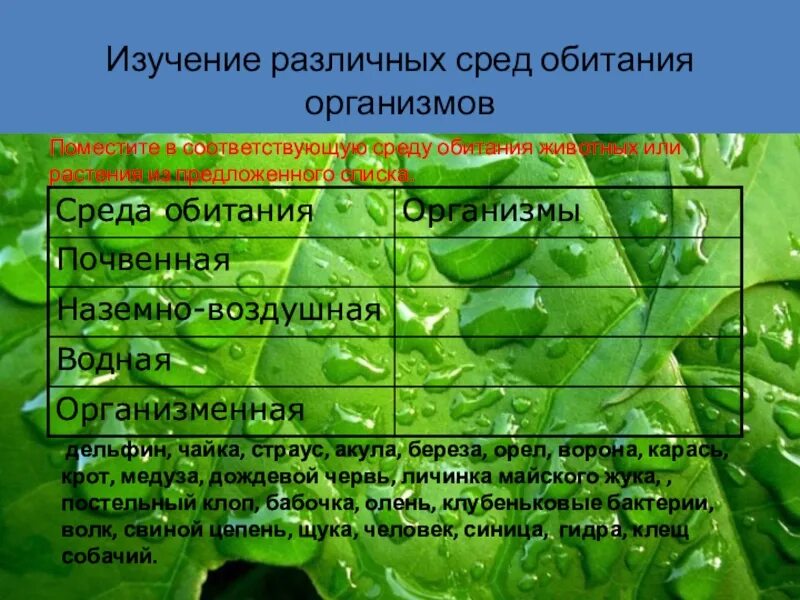 В какой среде обитания находится. Организмы в различных средах обитания. Изучение разных сред обитания организмов. Растения в различных средах обитания. Почвенная и организменная среда обитания.