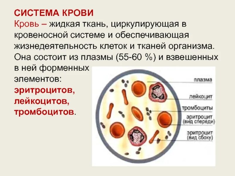 Из каких компонентов состоит организм