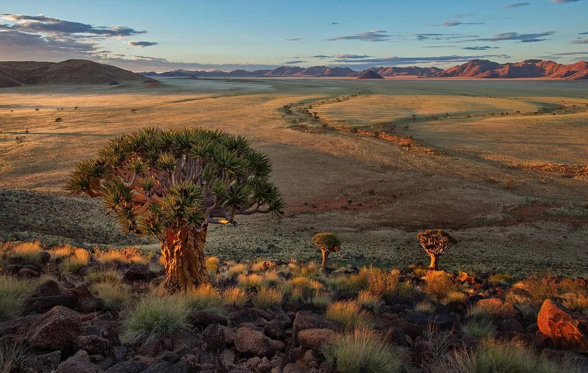 Пустыня Намиб ЮАР. Намибия Саванна. Саванна пустыня Африка. Пустыня Намиб природная зона.