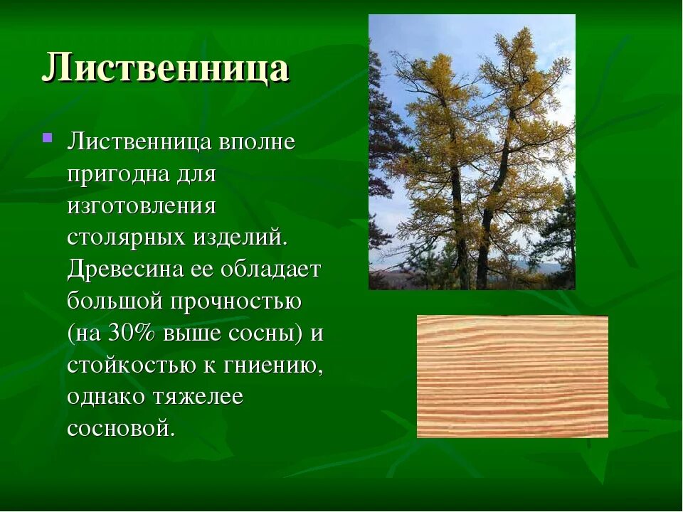 Хвойные породы характеристика. Сосна лиственница и кедр древесины. Порода древесины лиственница. Характеристика лиственницы. Дерево и древесина породы.