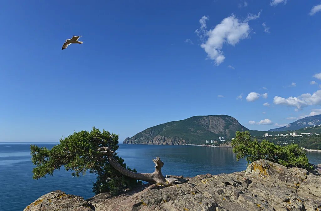мыс плака в крыму. мыс плака и поселок утес. утес крым. мыс плака в крыму. мыс плака крым алушта.