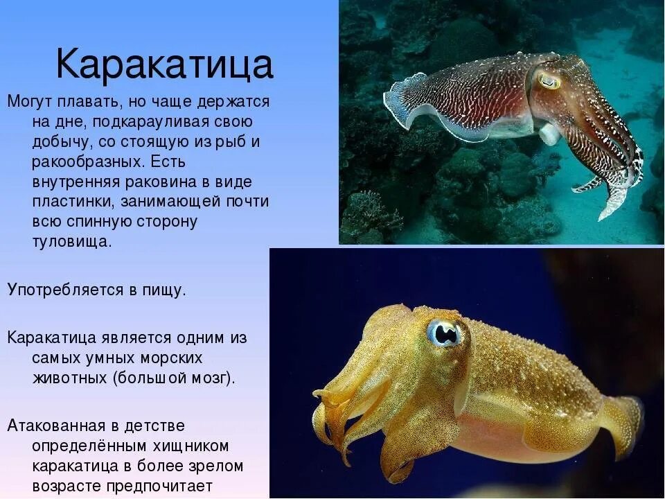 Способ передвижения головоногих моллюсков. Головоногие моллюски 7 класс биология. тип питания каракатицы лекарственной. каракатица головоногих моллюсков. происхождение моллюска каракатица лекарственная.