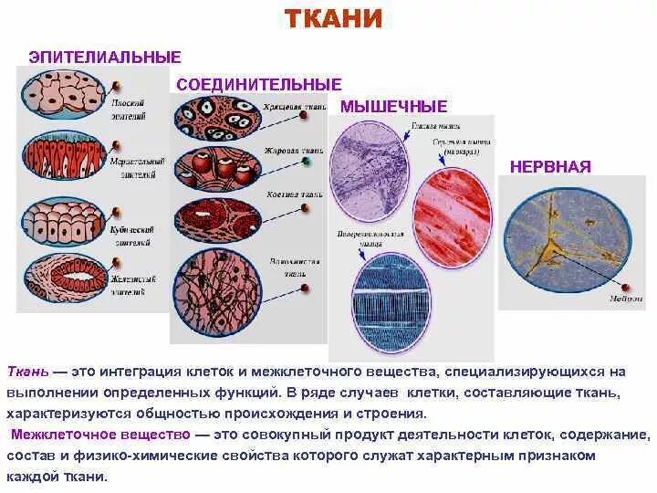 Какие органы входят в соединительную ткань. Мышечная ткань строение межклеточное вещество. Функции соединительной ткани 5 класс. Строение эпителий соединительной ткани. Функции тканей эпителиальной соединительной мышечной нервной.