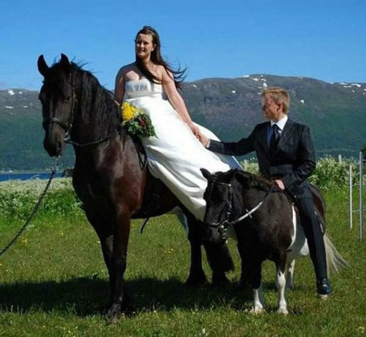 Пара смешная картинка. Свадьба на лошадях. Свадебная фотосессия с лошадьми. Прикольные Свадебные фотосессии. Свадьба фото.