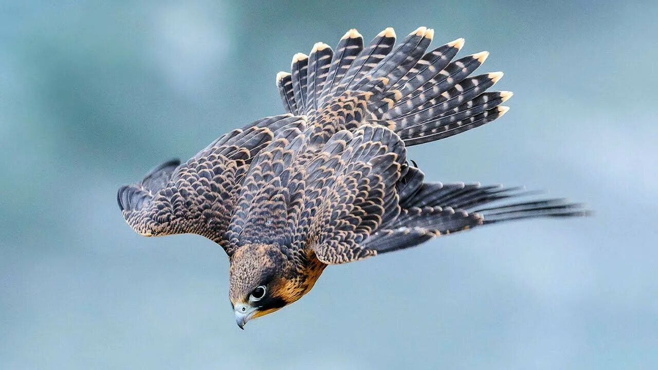 Сапсан птица. Сокол Сапсан. Сокол Сапсан пикирует. Сокол Сапсан охотится. Fastest bird