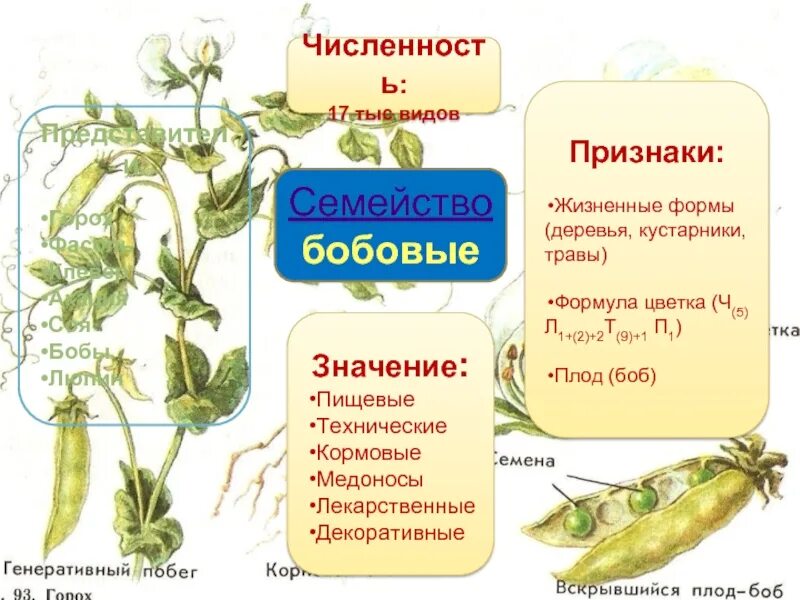 Бобовые формула представители. Семейство Мотыльковые бобовые таблица. Представители семейства бобовые таблица. Представители бобовых растений. Фасоль горох акация