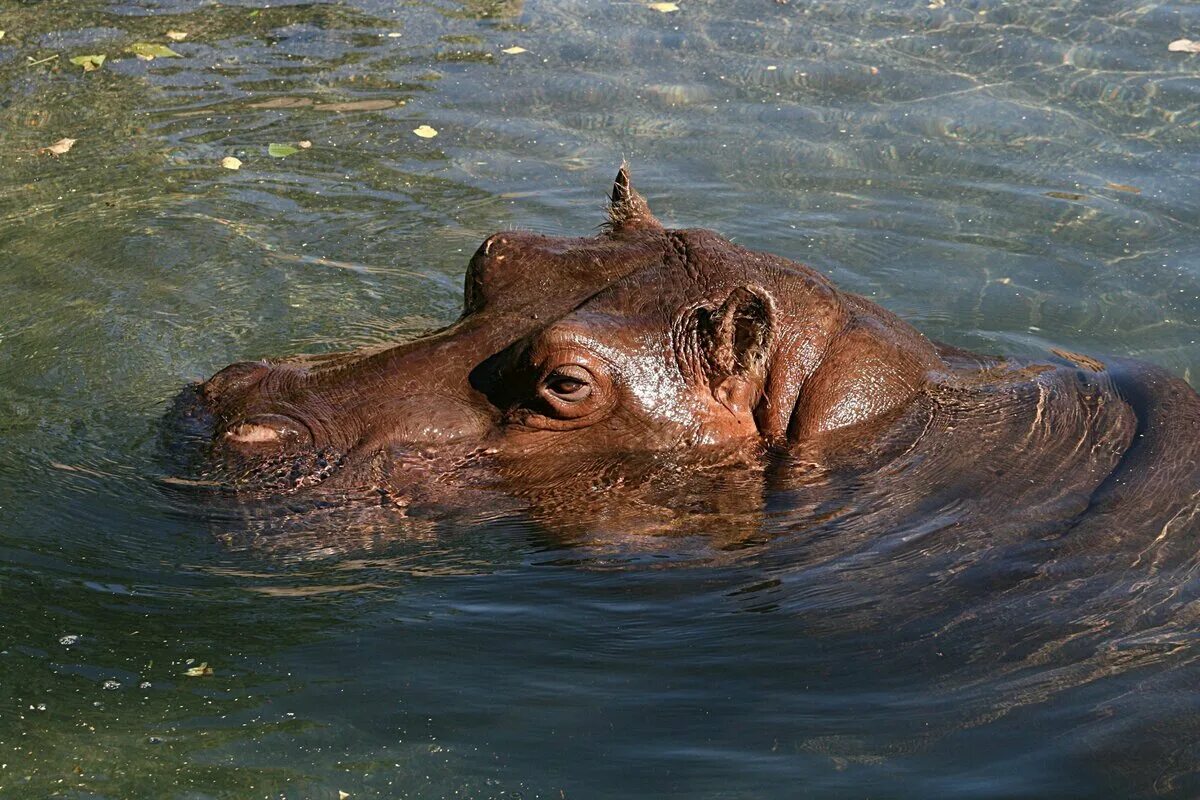 Бегемот в воде. Гиппопотам в воде. коричневый бегемот. бегемот фото.