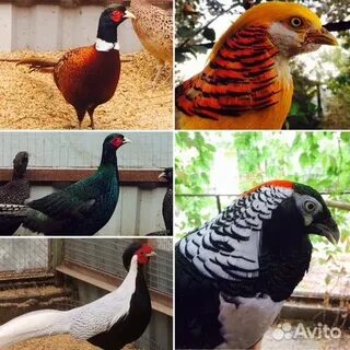 Продам кур утка кеклик фазан в томске